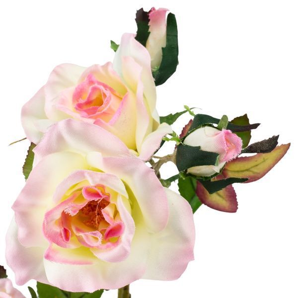 Камелія кремово-рожева, 75 см 025F/cream-pink фото