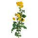 Камелія жовта, 75 см 087F/yellow фото 3