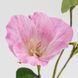 Еустома штучна, ніжно-рожева, 70 см 2028-015/It.pink фото 3