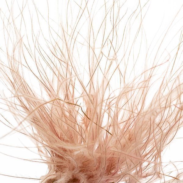 Ковилаа Персикова, стабілізований 8213-029 фото