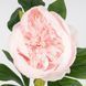 Искусственный пион, нежно-розовый, 70 см 2026-019/pink фото 3
