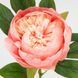 Искусственный пион, кремово-розовый, 70 см 2026-019/dk.pink фото 3