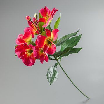 Альстремерія рожева, 65 см 097F/pink фото