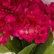Букет гортензий, 5 бутонов, ярко-розовый, 48 см 2026-008/plum red фото 2